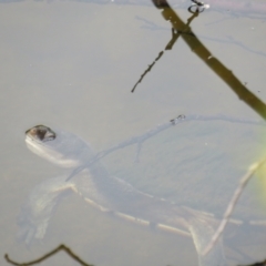 Chelodina longicollis (Eastern Long-necked Turtle) at Curtin, ACT - 30 Dec 2018 by BenW