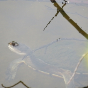 Chelodina longicollis at Curtin, ACT - 30 Dec 2018