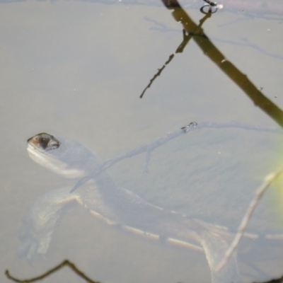 Chelodina longicollis (Eastern Long-necked Turtle) at Curtin, ACT - 30 Dec 2018 by BenW