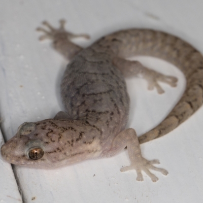 Christinus marmoratus (Southern Marbled Gecko) at Melba, ACT - 1 Jan 2022 by kasiaaus