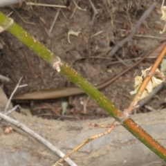Eulamprus heatwolei (Yellow-bellied Water Skink) at Curtin, ACT - 30 Dec 2018 by BenW