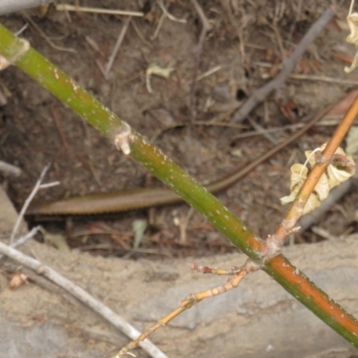 Eulamprus heatwolei (Yellow-bellied Water Skink) at Curtin, ACT - 30 Dec 2018 by TomW