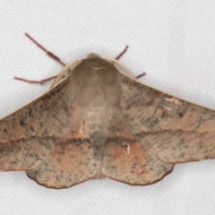 Antictenia punctunculus (A geometer moth) at Melba, ACT - 1 Jan 2022 by kasiaaus