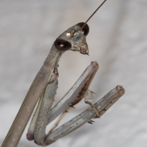 Mantidae (family) adult or nymph at Melba, ACT - 1 Jan 2022