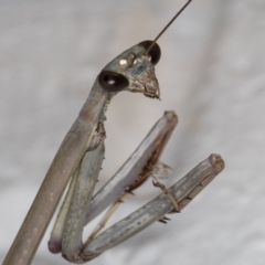 Unidentified Praying mantis (Mantodea) at Melba, ACT - 1 Jan 2022 by kasiaaus