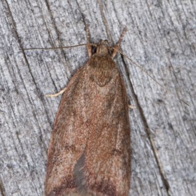 Garrha (genus) (A concealer moth) at Melba, ACT - 1 Jan 2022 by kasiaaus
