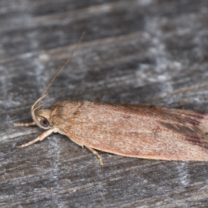 Garrha (genus) at Melba, ACT - 1 Jan 2022 11:34 PM