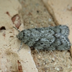 Philobota philostaura at Cook, ACT - 17 Feb 2022 08:39 AM