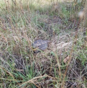 Pogona barbata at O'Connor, ACT - 27 Feb 2022