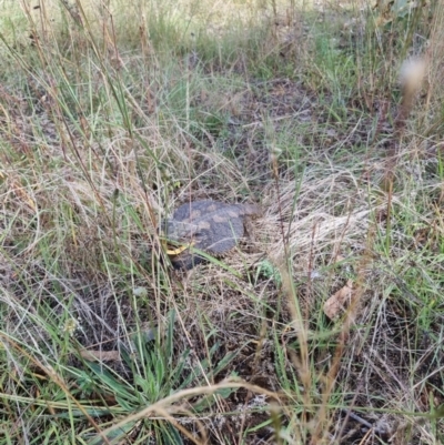 Pogona barbata (Eastern Bearded Dragon) at Dryandra St Woodland - 27 Feb 2022 by jpittock