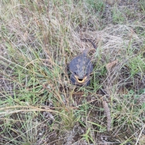 Pogona barbata at O'Connor, ACT - 27 Feb 2022