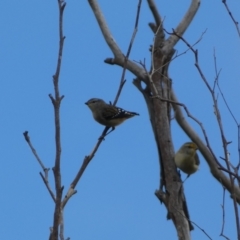 Pardalotus punctatus (Spotted Pardalote) at Jerrabomberra, NSW - 27 Feb 2022 by Steve_Bok