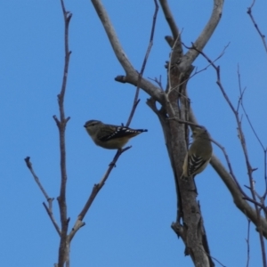 Pardalotus punctatus at Jerrabomberra, NSW - 27 Feb 2022