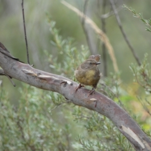 Sericornis frontalis at Jerrabomberra, NSW - 27 Feb 2022 11:24 AM