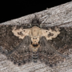 Pasiphilodes testulata (Pome looper) at Melba, ACT - 1 Jan 2022 by kasiaaus