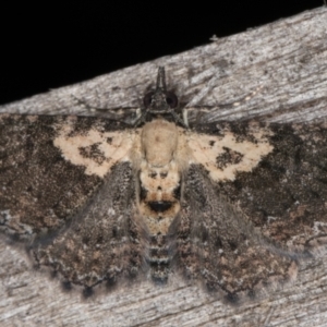 Pasiphilodes testulata at Melba, ACT - 1 Jan 2022