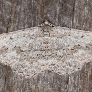 Psilosticha absorpta at Melba, ACT - 1 Jan 2022 11:33 PM