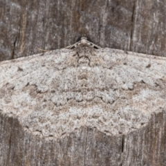 Psilosticha absorpta (Fine-waved Bark Moth) at Melba, ACT - 1 Jan 2022 by kasiaaus