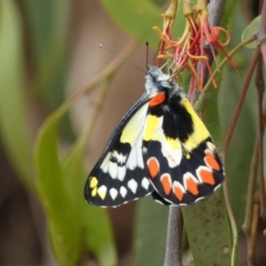 Delias aganippe (Spotted Jezebel) at Jerrabomberra, NSW - 27 Feb 2022 by SteveBorkowskis