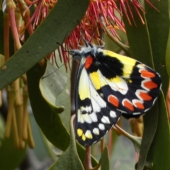 Delias aganippe at Jerrabomberra, NSW - 27 Feb 2022