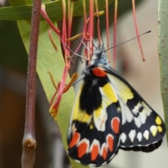 Delias aganippe at Jerrabomberra, NSW - 27 Feb 2022