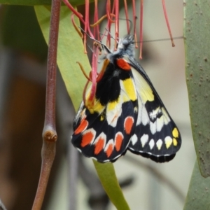 Delias aganippe at Jerrabomberra, NSW - 27 Feb 2022