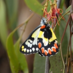 Delias aganippe at Jerrabomberra, NSW - 27 Feb 2022