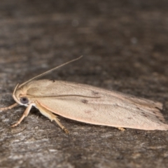 Heliocausta undescribed species at Melba, ACT - 1 Jan 2022 11:34 PM