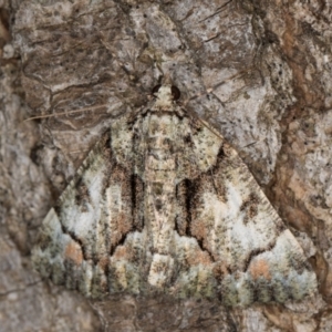 Aeolochroma metarhodata at Melba, ACT - 1 Jan 2022 11:40 PM