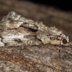 Aeolochroma metarhodata at Melba, ACT - 1 Jan 2022 11:40 PM