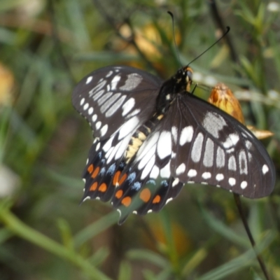 Papilio anactus (Dainty Swallowtail) at Jerrabomberra, NSW - 27 Feb 2022 by SteveBorkowskis