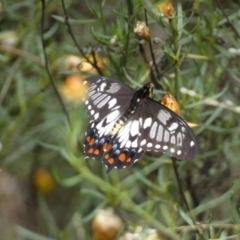 Papilio anactus at Jerrabomberra, NSW - 27 Feb 2022