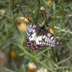 Papilio anactus at Jerrabomberra, NSW - 27 Feb 2022 12:02 PM