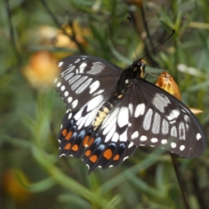 Papilio anactus at Jerrabomberra, NSW - 27 Feb 2022