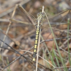 Orthetrum caledonicum (Blue Skimmer) at QPRC LGA - 27 Feb 2022 by Steve_Bok