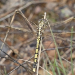 Orthetrum caledonicum at Jerrabomberra, NSW - 27 Feb 2022