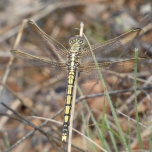 Orthetrum caledonicum at Jerrabomberra, NSW - 27 Feb 2022