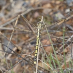 Orthetrum caledonicum at Jerrabomberra, NSW - 27 Feb 2022 12:10 PM