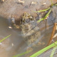 Crinia sp. (genus) (A froglet) at Mount Jerrabomberra QP - 27 Feb 2022 by Steve_Bok