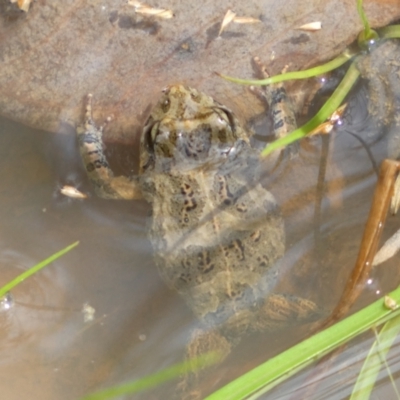 Crinia sp. (genus) (A froglet) at Jerrabomberra, NSW - 27 Feb 2022 by SteveBorkowskis