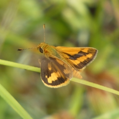 Ocybadistes walkeri (Green Grass-dart) at Mount Jerrabomberra QP - 27 Feb 2022 by Steve_Bok