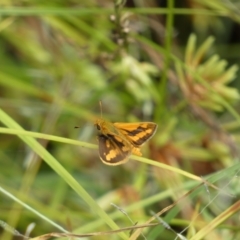 Ocybadistes walkeri at Jerrabomberra, NSW - 27 Feb 2022 12:37 PM