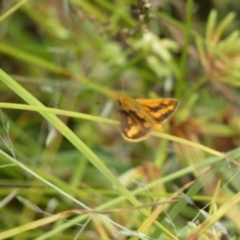 Ocybadistes walkeri at Jerrabomberra, NSW - 27 Feb 2022