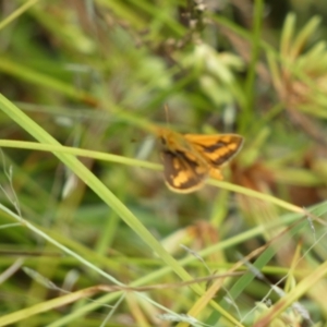 Ocybadistes walkeri at Jerrabomberra, NSW - 27 Feb 2022 12:37 PM