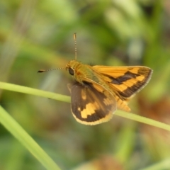 Ocybadistes walkeri at Jerrabomberra, NSW - 27 Feb 2022