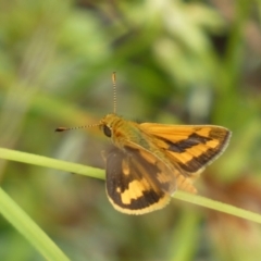 Ocybadistes walkeri at Jerrabomberra, NSW - 27 Feb 2022 12:37 PM