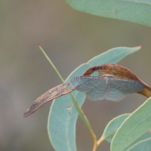 Poecilasthena pulchraria at Jerrabomberra, NSW - 27 Feb 2022