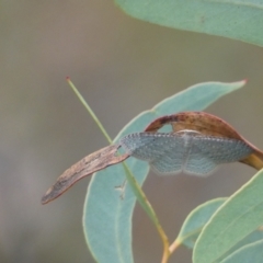 Poecilasthena pulchraria (Australian Cranberry Moth) at Jerrabomberra, NSW - 27 Feb 2022 by Steve_Bok