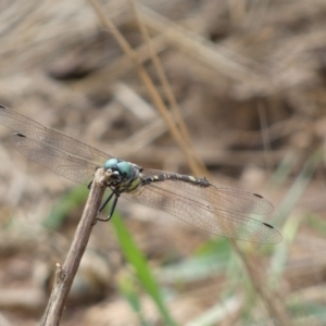 Parasynthemis regina at Mount Jerrabomberra - 27 Feb 2022 01:10 PM