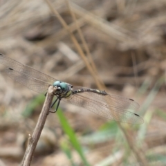 Unidentified Dragonfly (Anisoptera) (TBC) at Mount Jerrabomberra - 27 Feb 2022 by Steve_Bok
